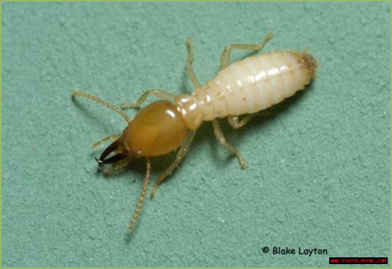 Termite Biology (eastern subterranean termites and Formosan termites)